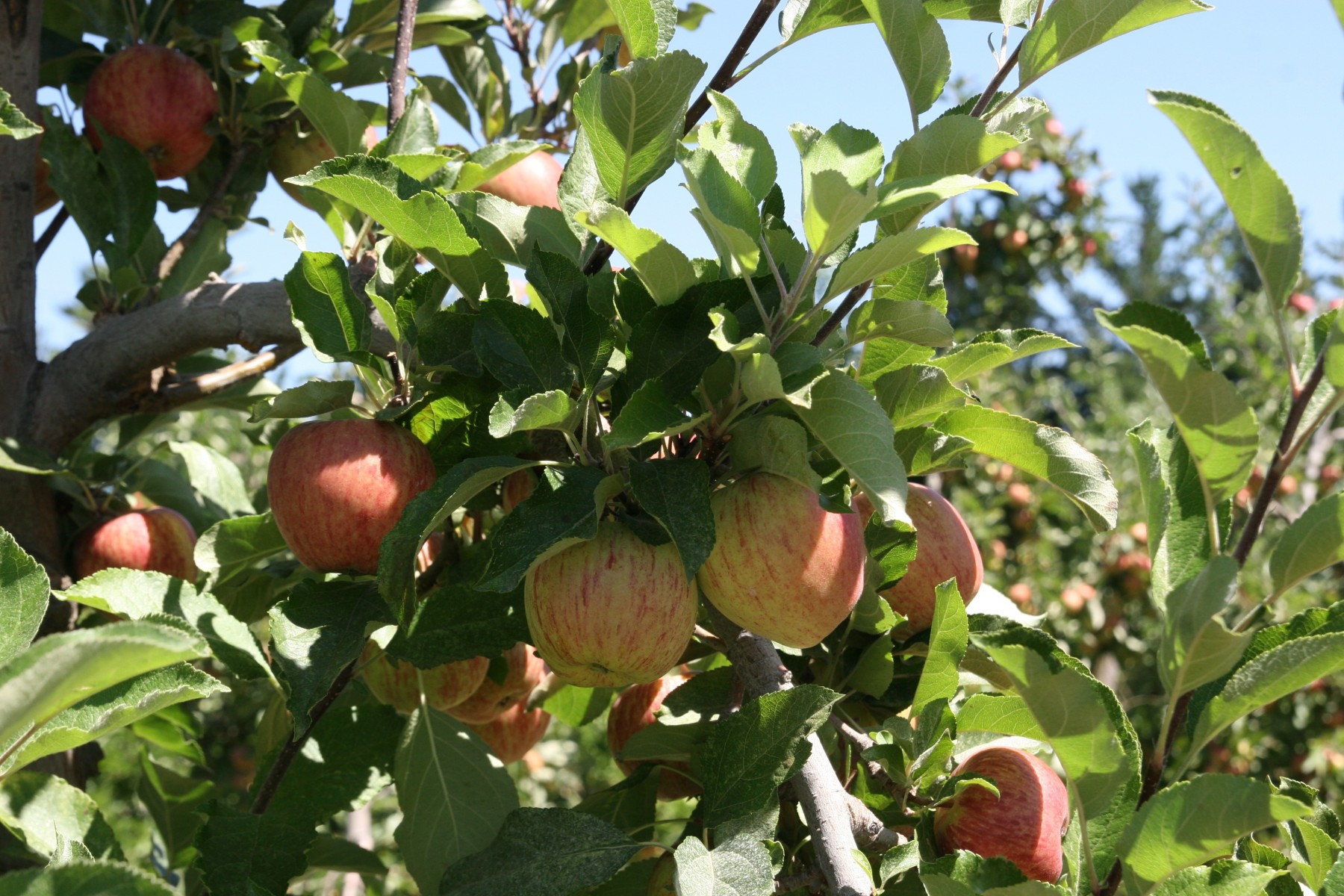 1920 apple
