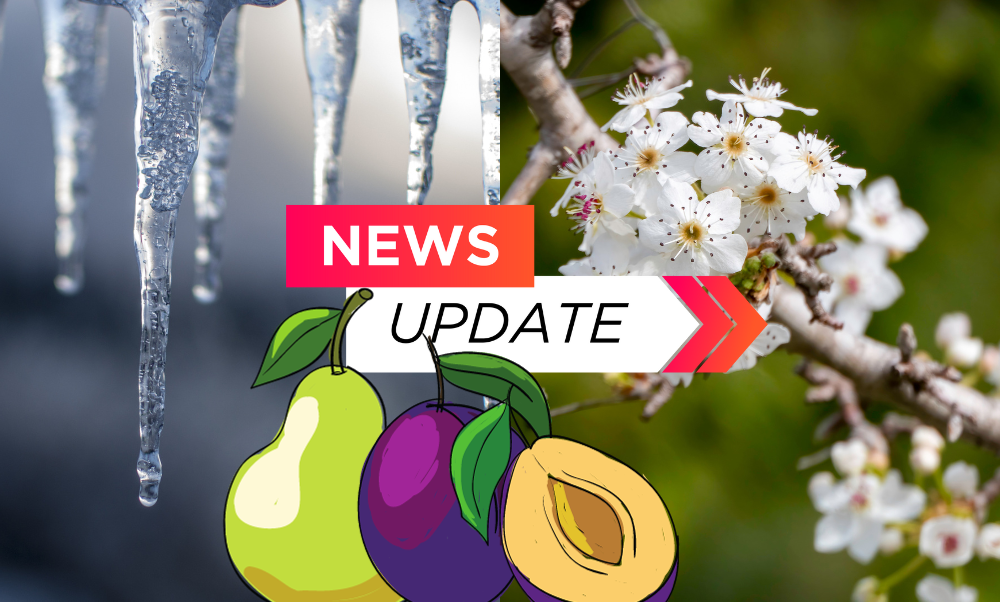 1920 delaypearplum