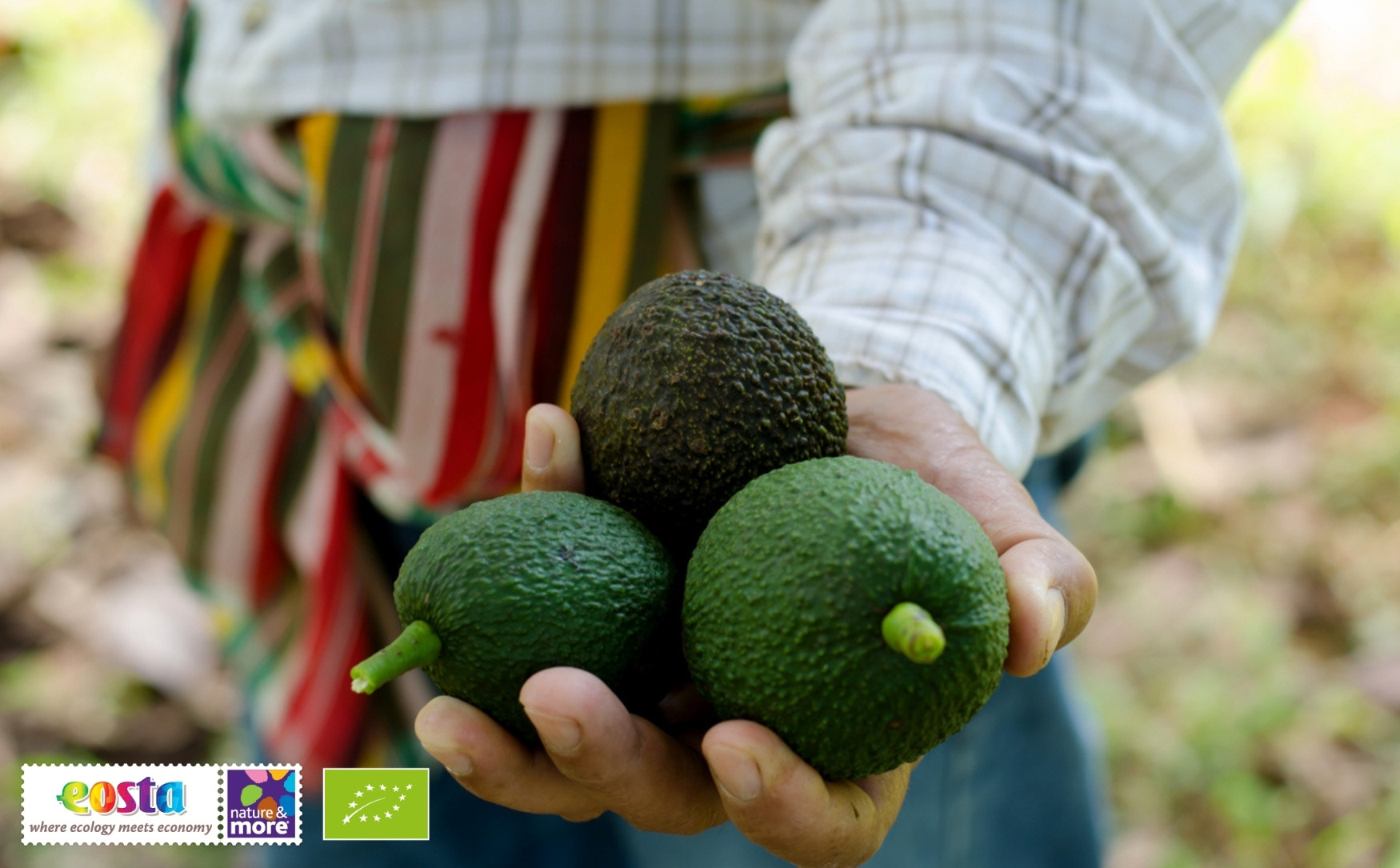1920 duurzameavocadorsquos1