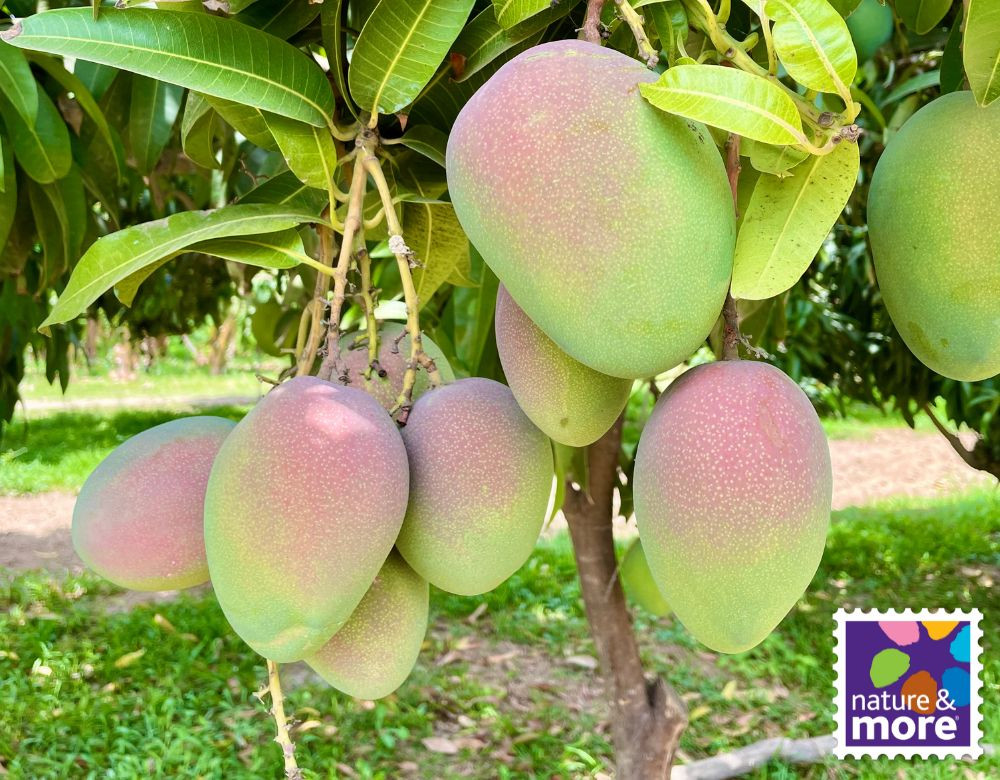 1920 mango4