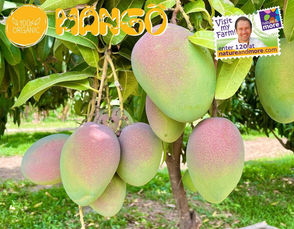 1920 mango7