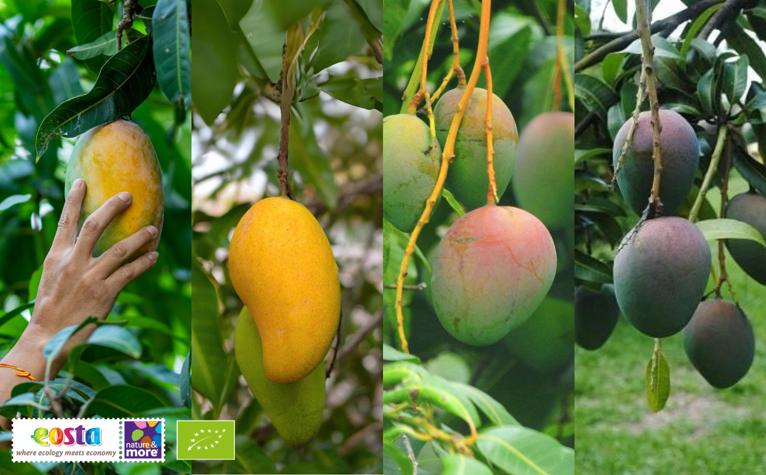 1920 mangos