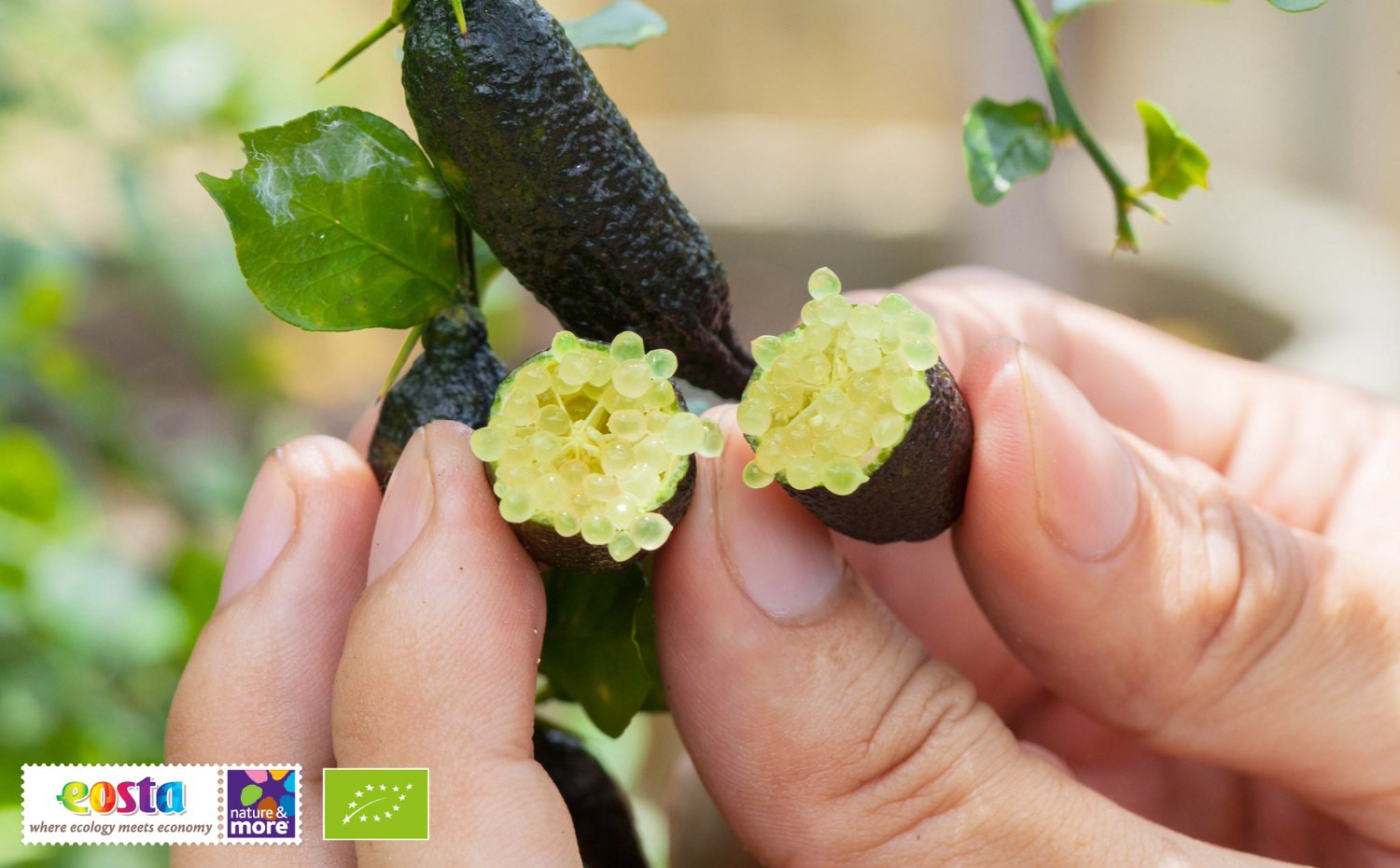 Ontdek de wereld van Citrusexoten van Terracitrus