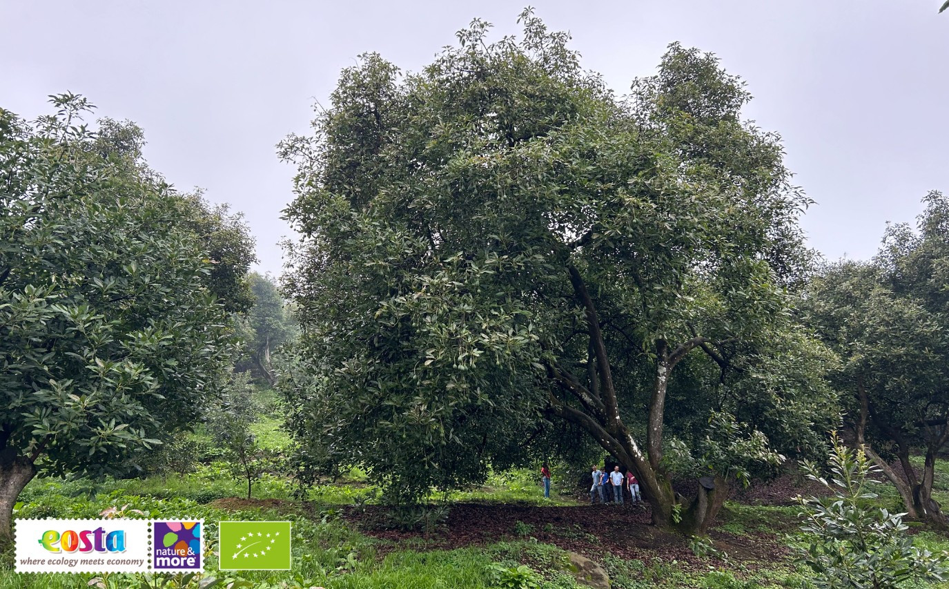 Update biologische avocado markt_ Peru, Kenia, Tanzania en Mexico