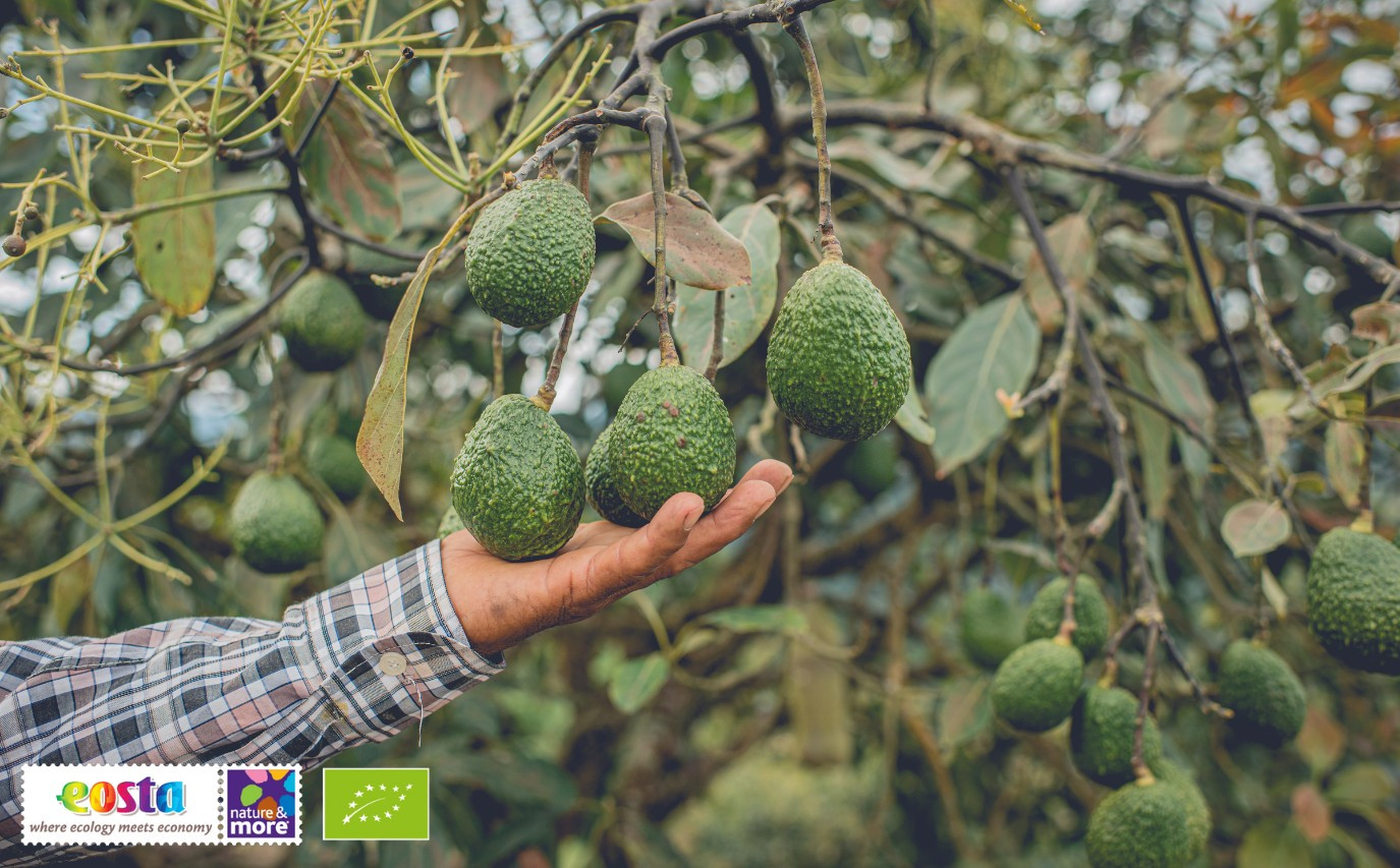 Update biologische avocado markt_ Peru, Kenia, Tanzania en Mexico (2)