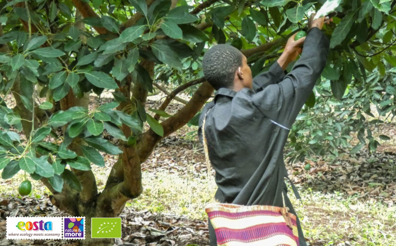 Update biologische avocado markt_ Peru, Kenia, Tanzania en Mexico (3)