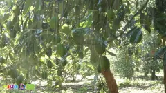 Avova (2)