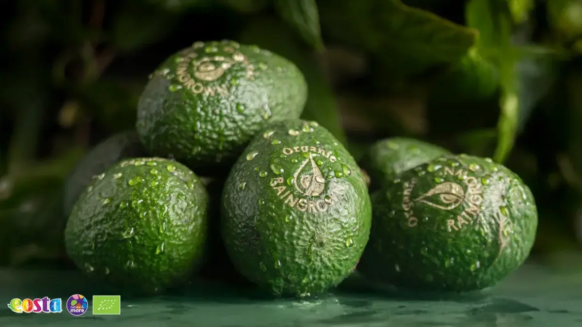 Avova
