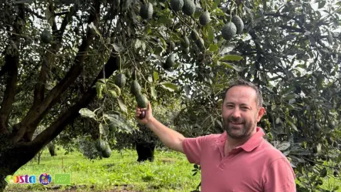 Avova