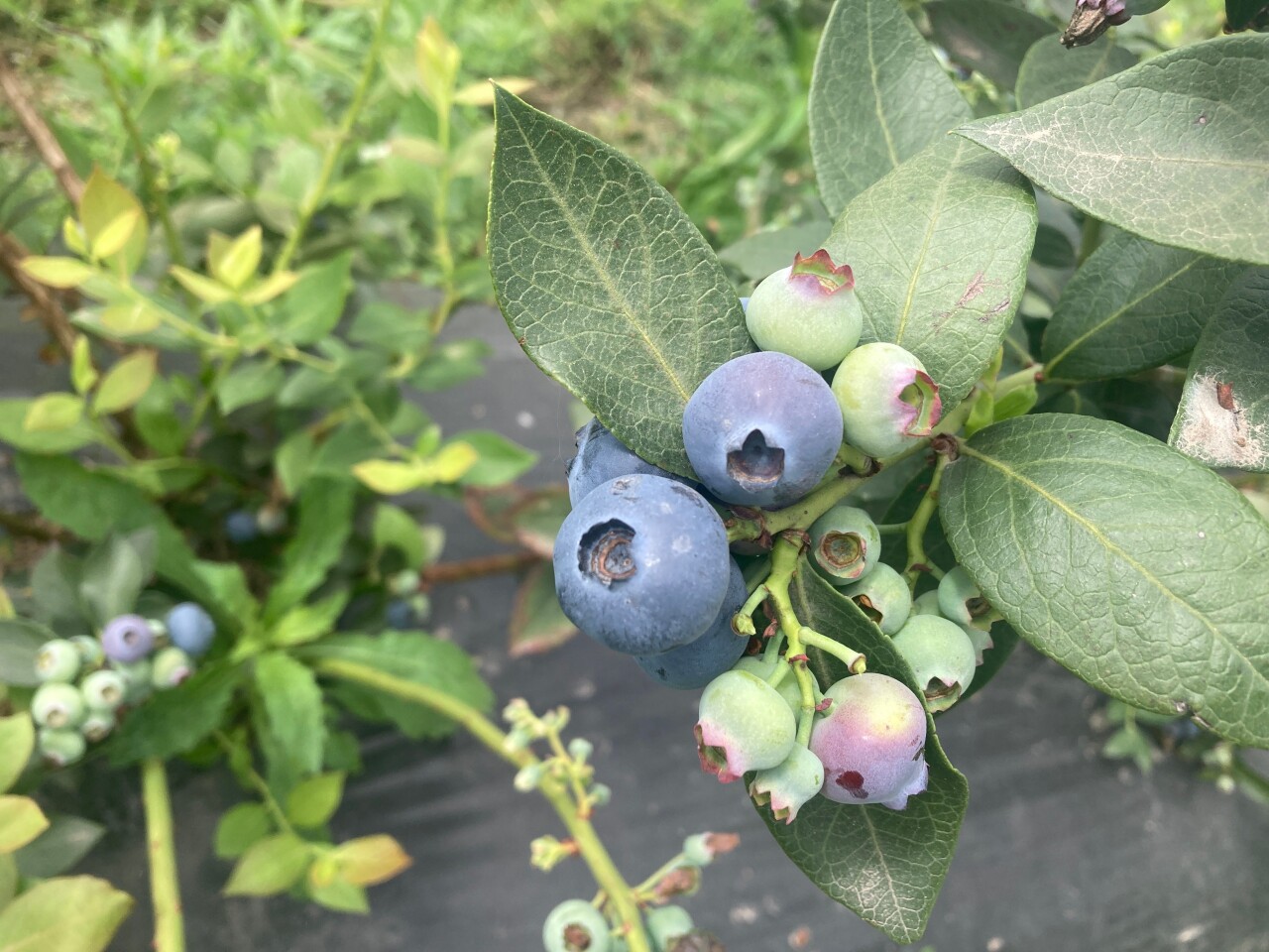 Blueberries 4