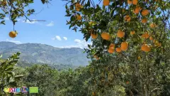 Citrus