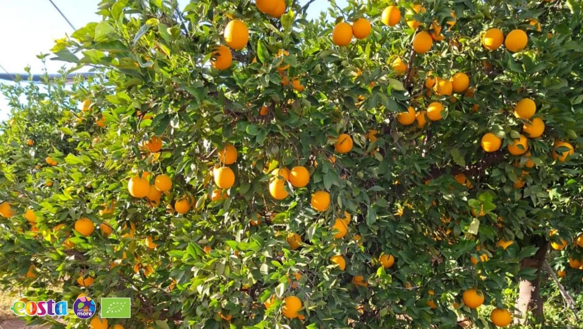 Citrus (3)