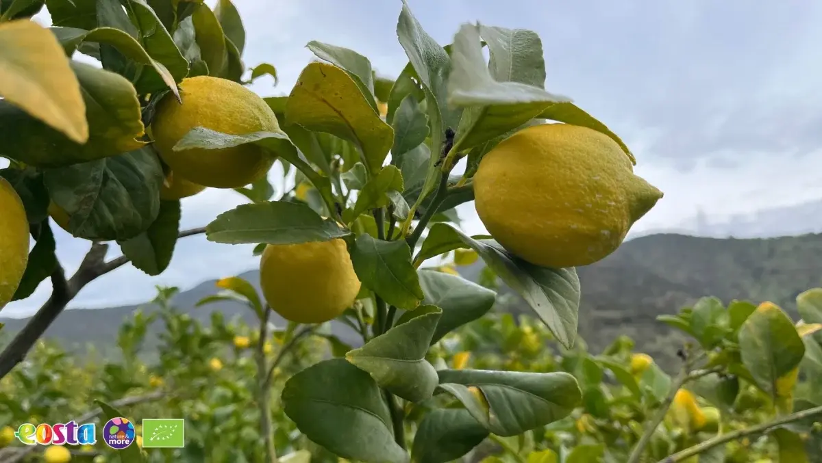 Citrus (4)