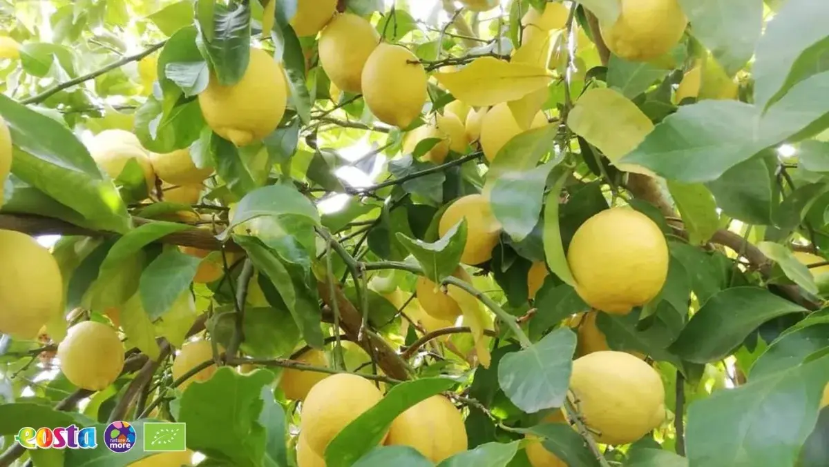 Citrus (5)