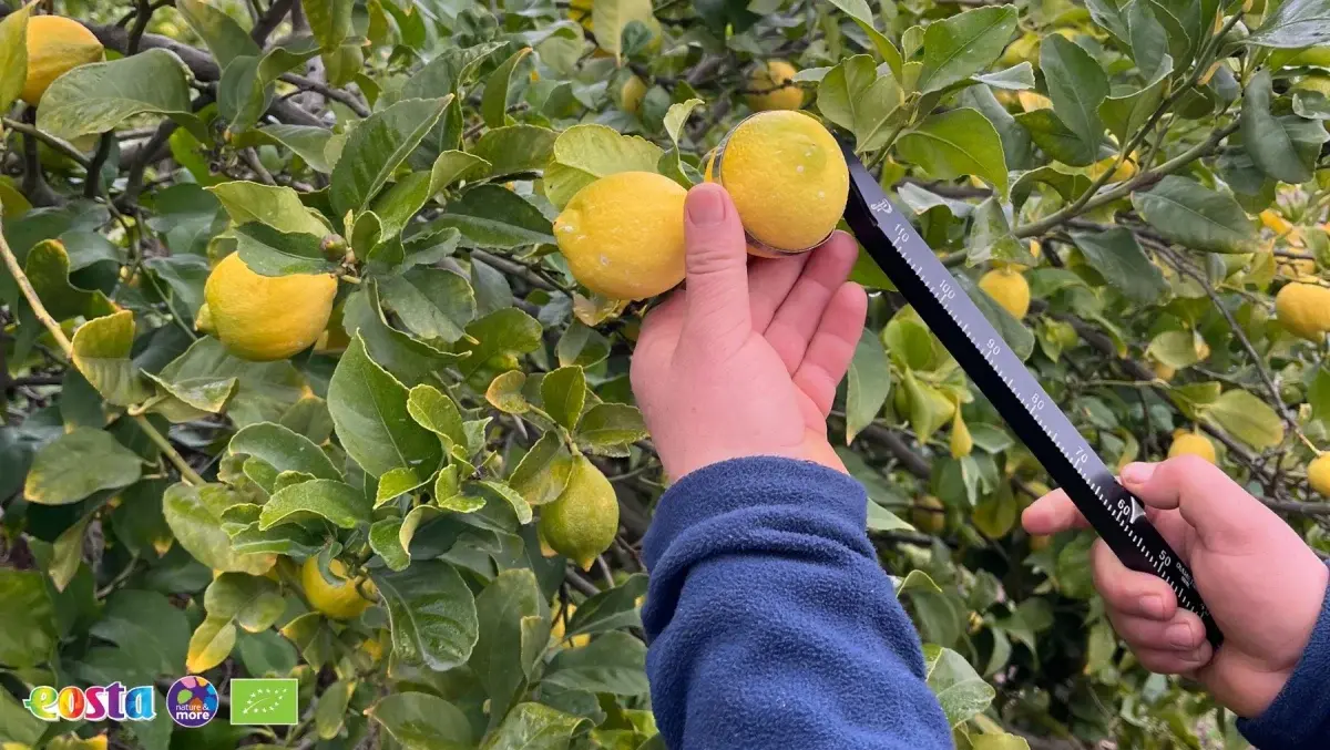 Citrus (6)
