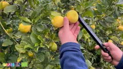 Citrus (6)