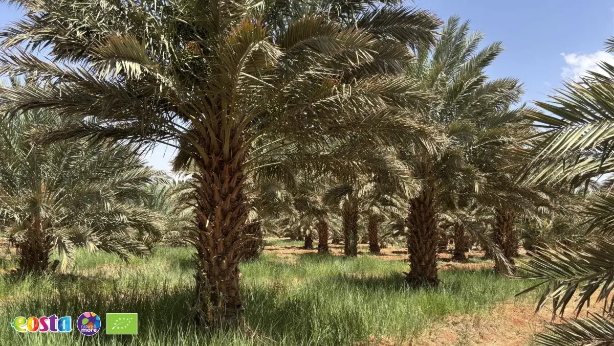 Dates (3)