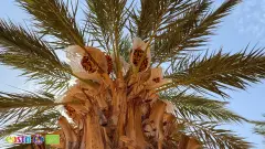 Dates (5)