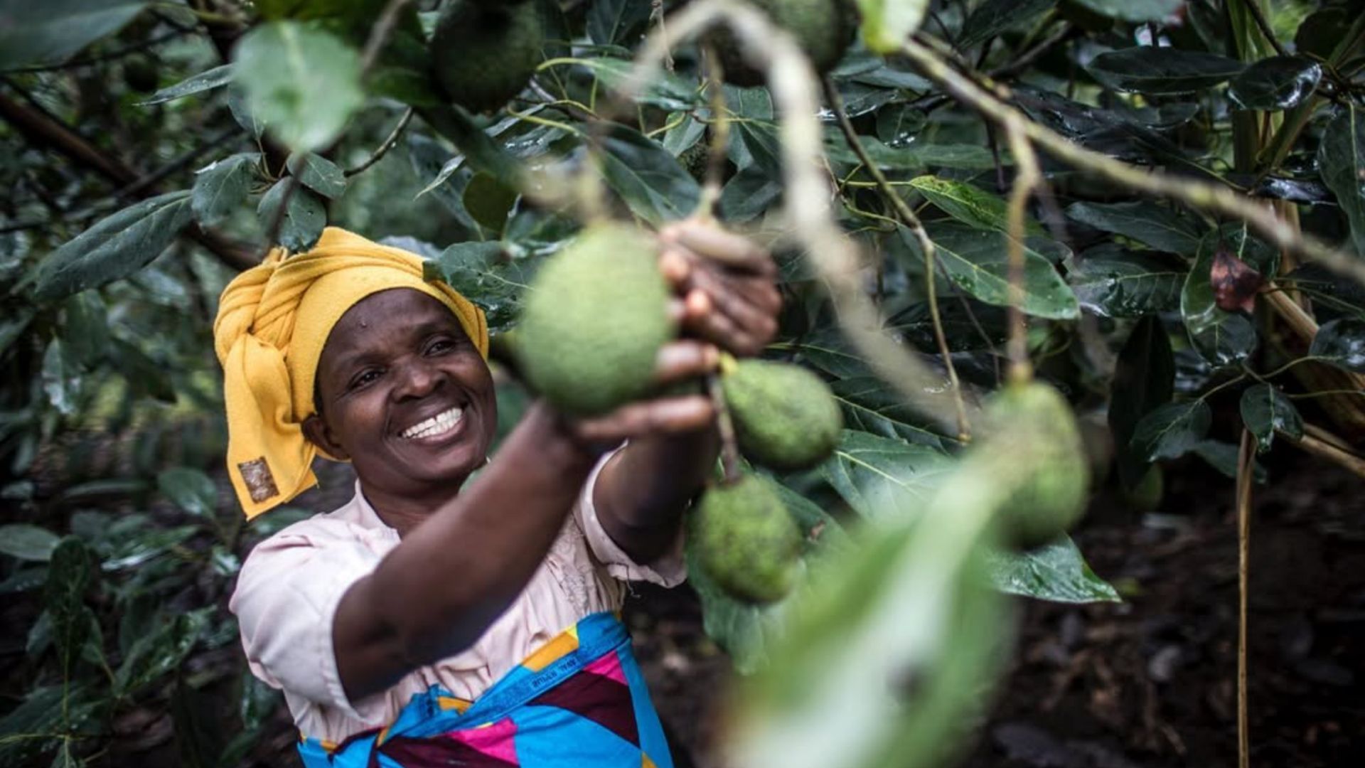 Eosta organic avocado harvest sustainable farming
