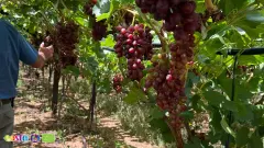 Grapes (3)