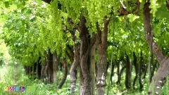 Grapes (4)