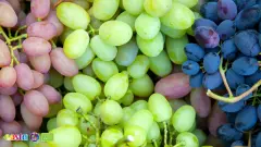 Grapes (5)