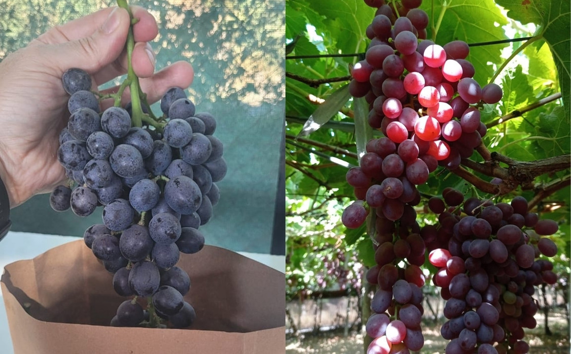 Grapes Chile