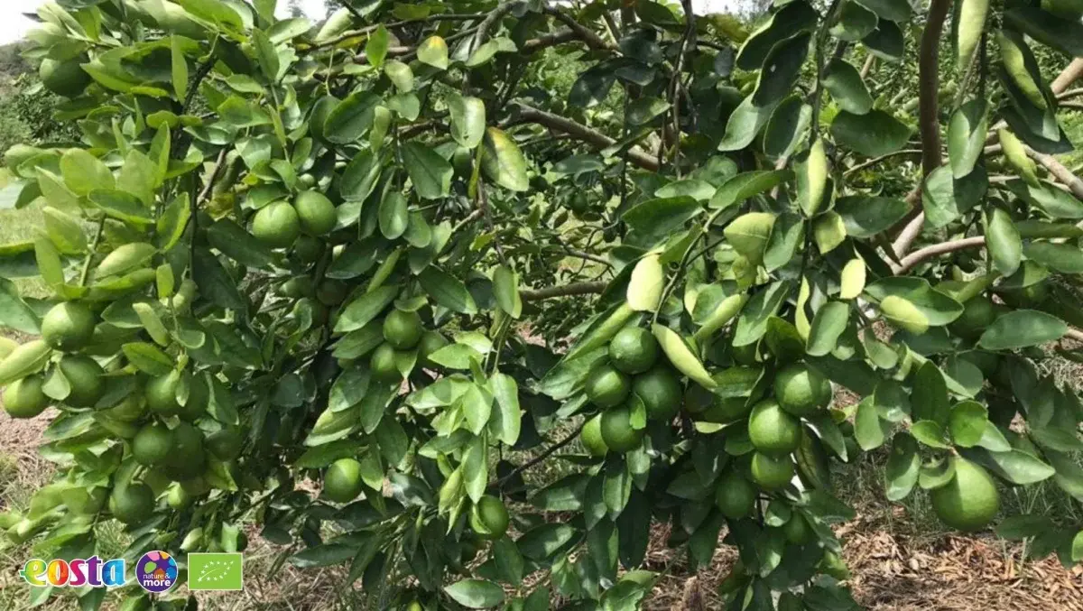Limes (3)