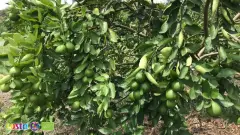 Limes (3)