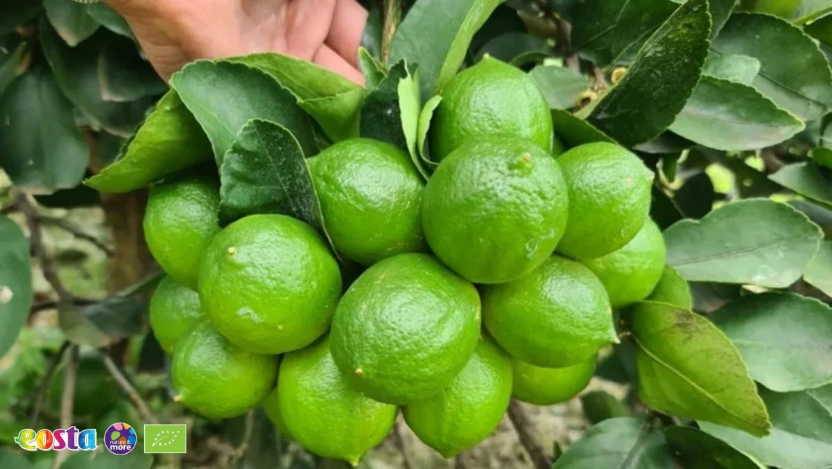 Limes