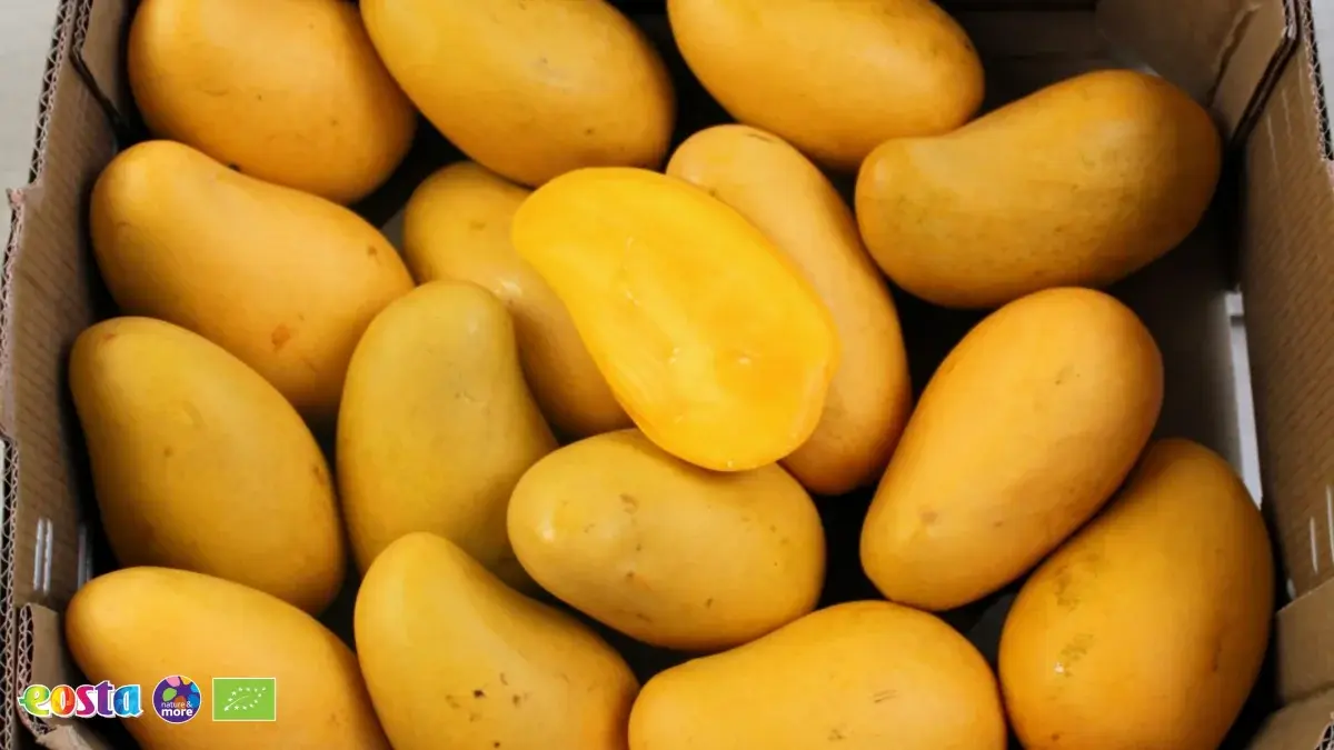 Mango (2)