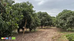 Mango (4)