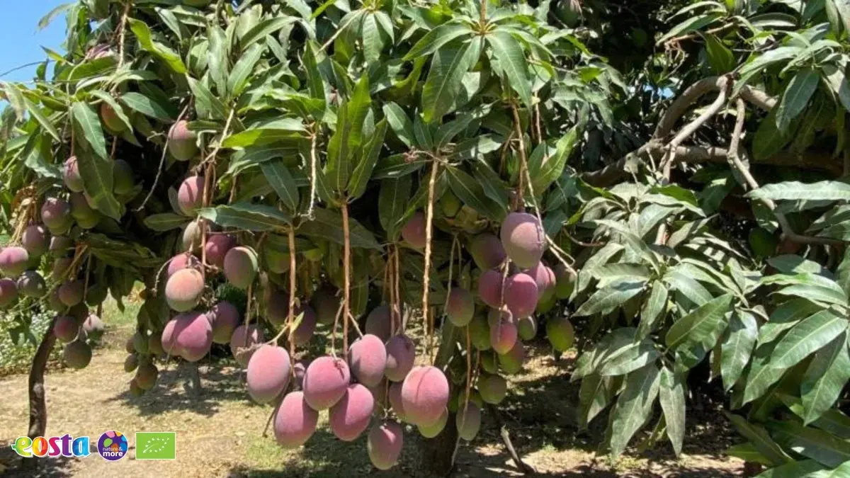 Mango (6)