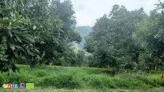 Mexico avo (4)