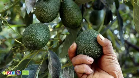 Mexico avo