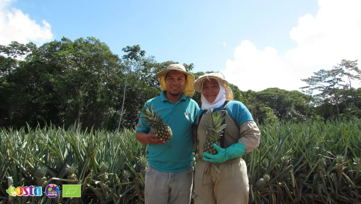 Pineapple (3)
