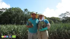 Pineapple (3)