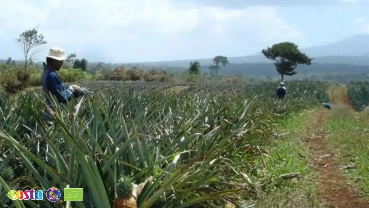 Pineapple (4)