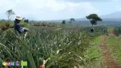 Pineapple (4)