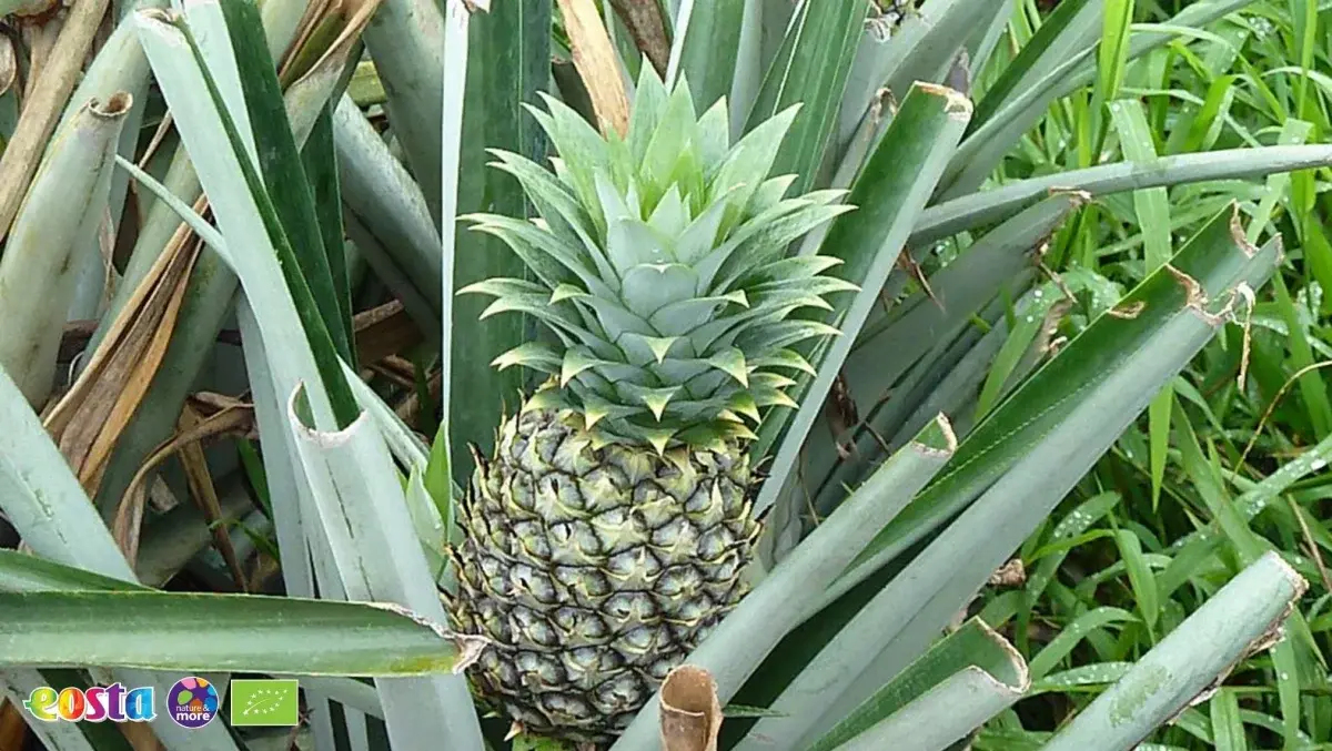 Pineapple (6)