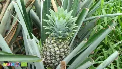 Pineapple (6)