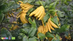 Terra Citrus (3)