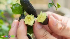 Terra Citrus (6)