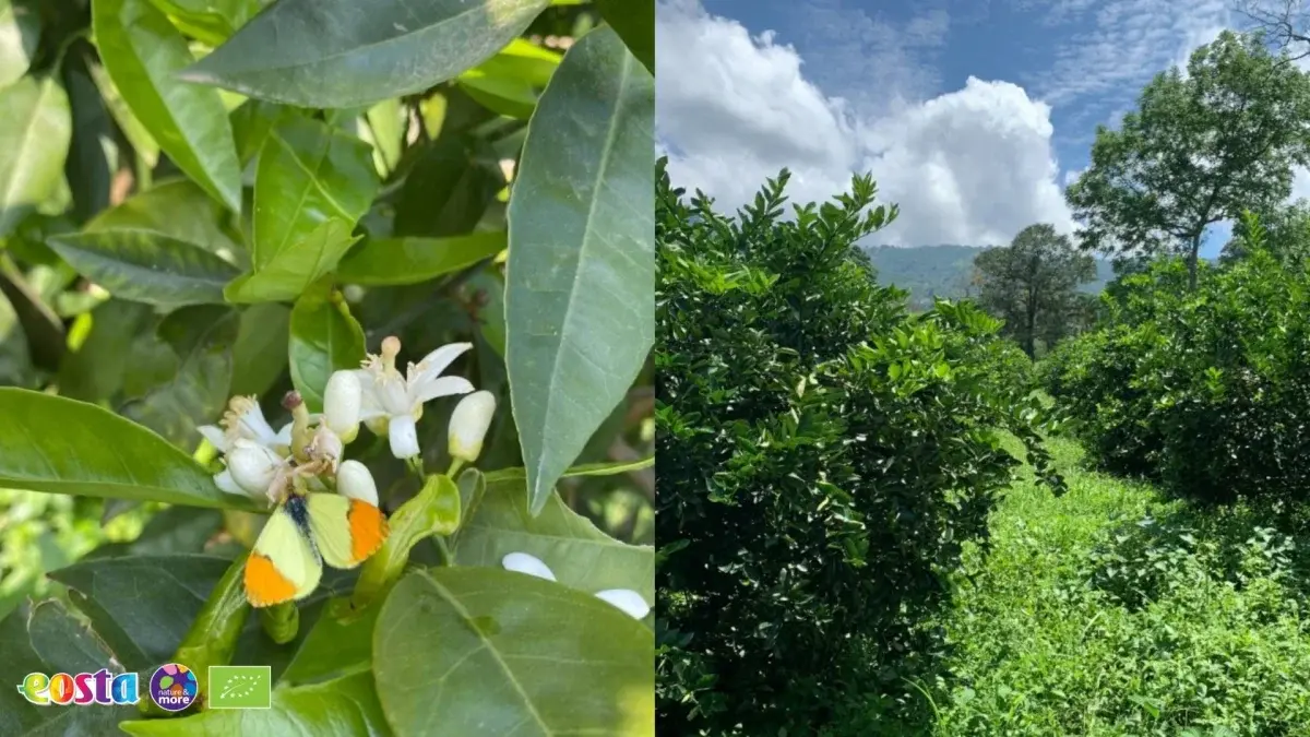 Terra Citrus (7)