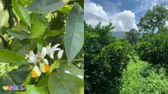 Terra Citrus (7)