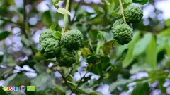 Terra Citrus