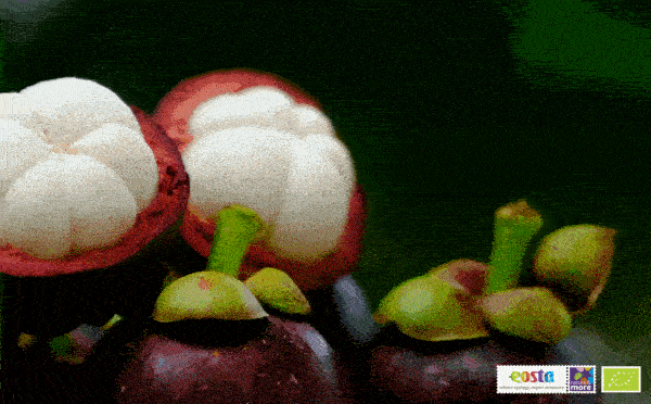 The Queen among exotic fruits