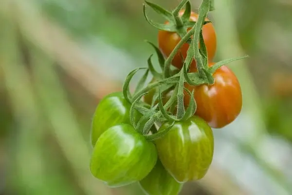 Tomatoes 1