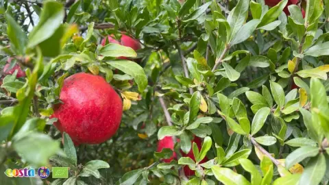 Turkish organic pomegranates (4)